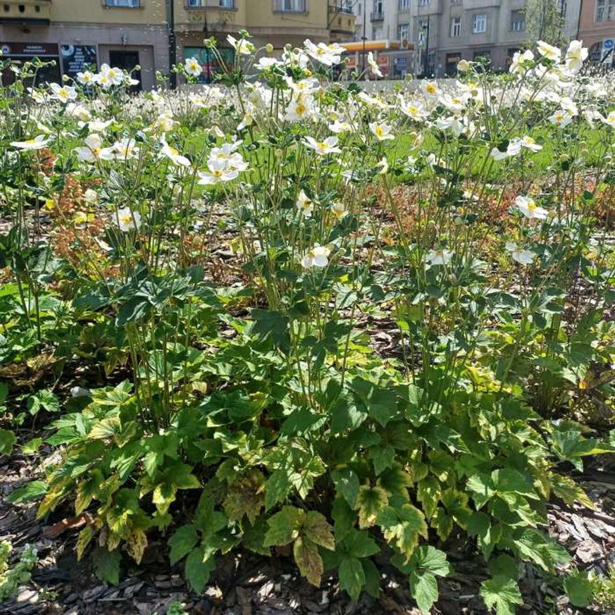 Anemone x hybrida - Fehér szellőrózsa