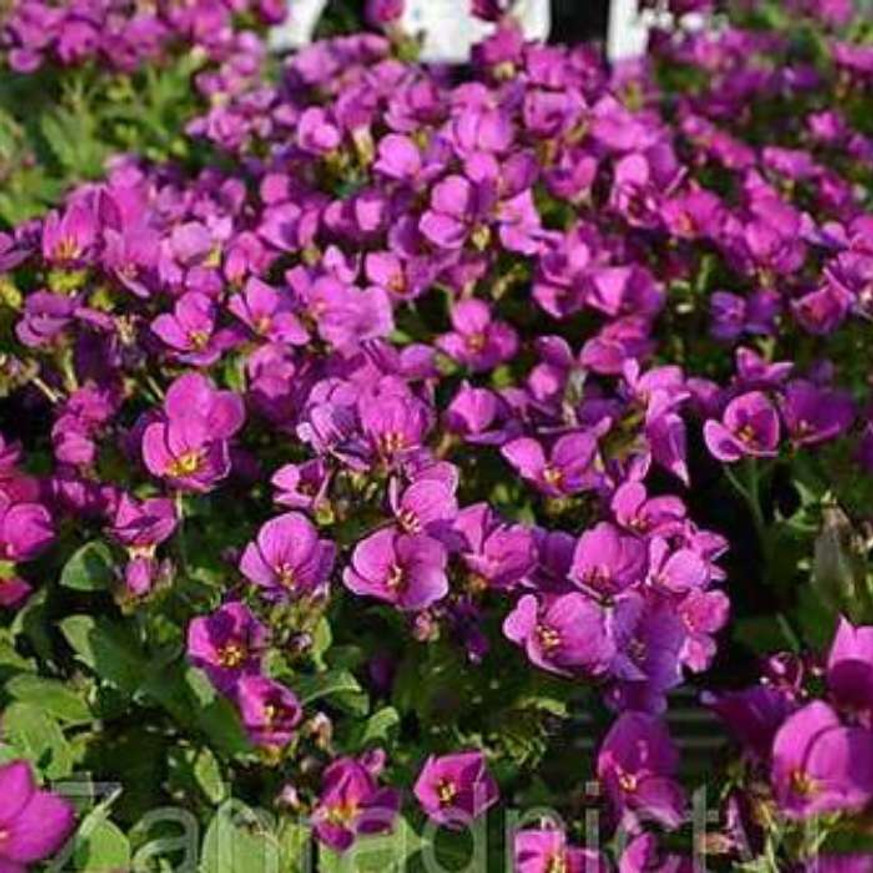 Arabis caucasica Little Treasure Deep Rose CS9 - Rózsaszín kaukázusi ikravirág Arabis caucasica Little Treasure Deep Rose CS9 - Rózsaszín kaukázusi ikravirág