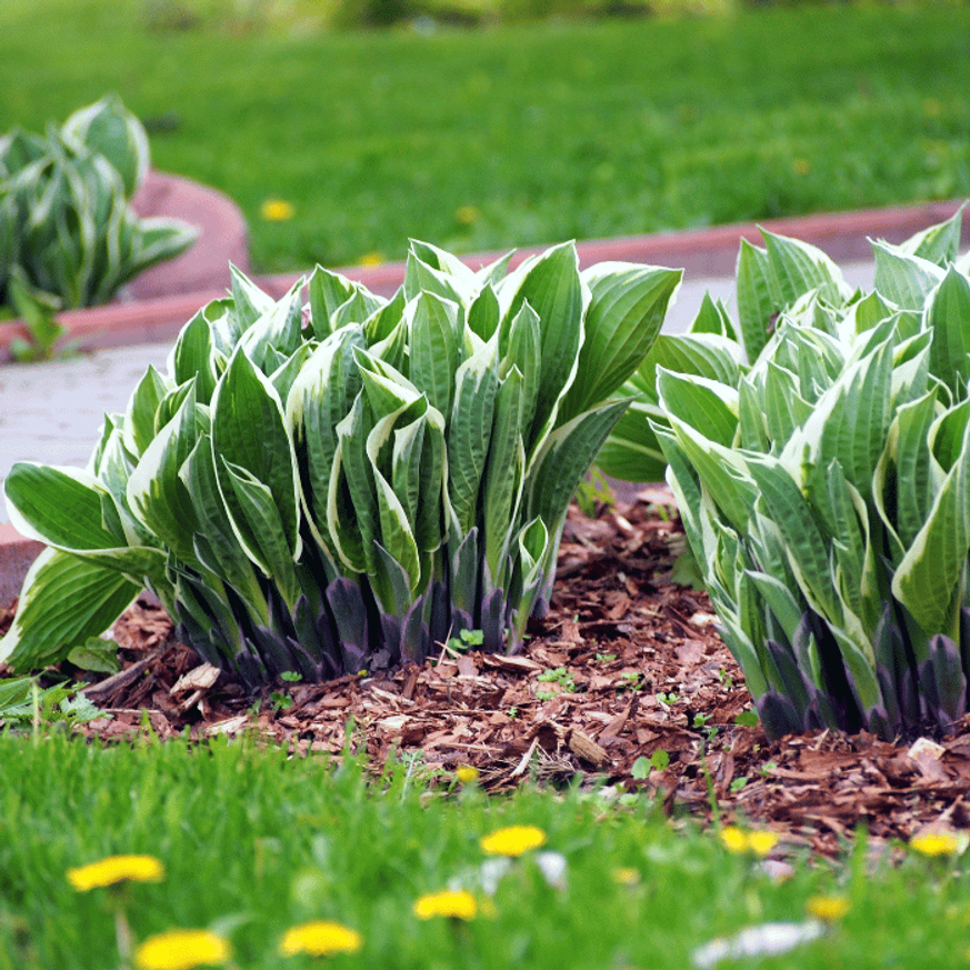Hosta Patriot - Árnyékliliom Hosta Patriot - Árnyékliliom