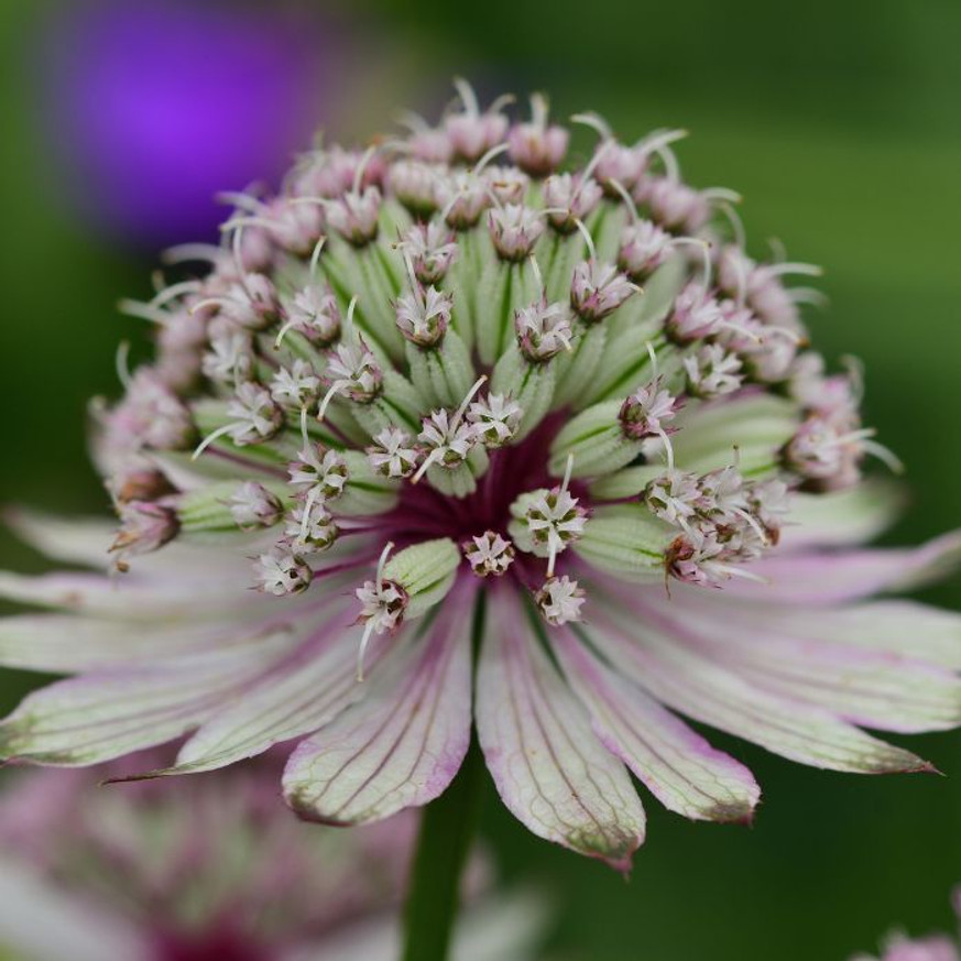 Astrantia major Primadonna - Rózsaszín völgycsillag