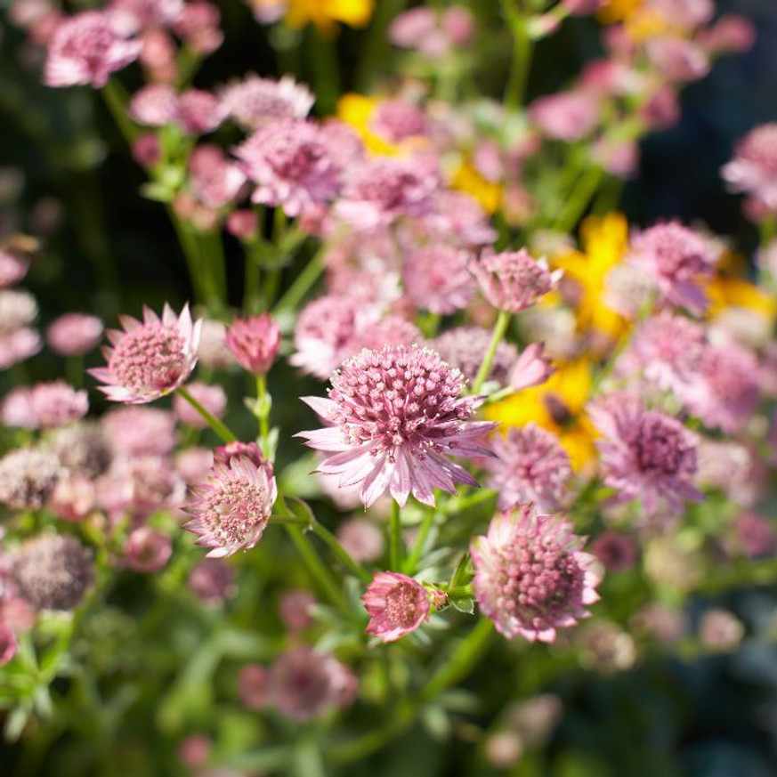 Astrantia major Primadonna - Rózsaszín völgycsillag
