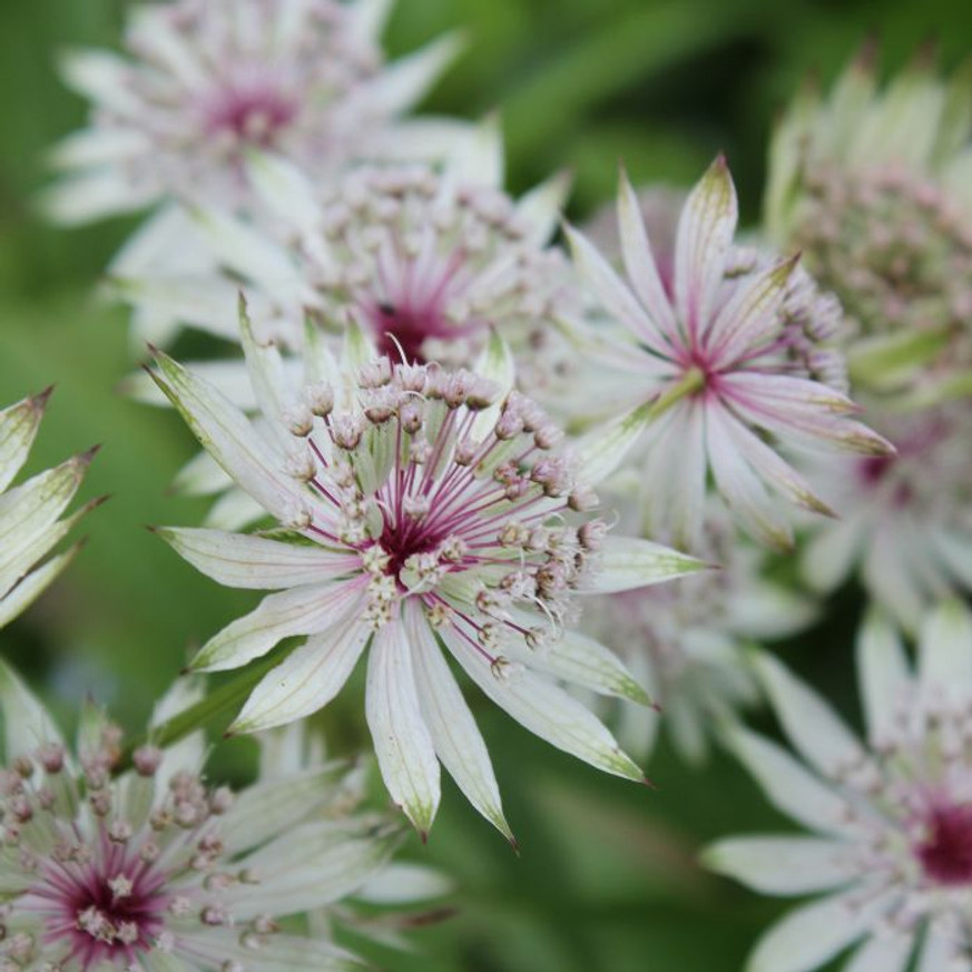 Astrantia major Primadonna - Rózsaszín völgycsillag