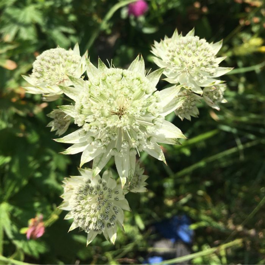 Astrantia major - Fehér völgycsillag Astrantia major - Fehér völgycsillag