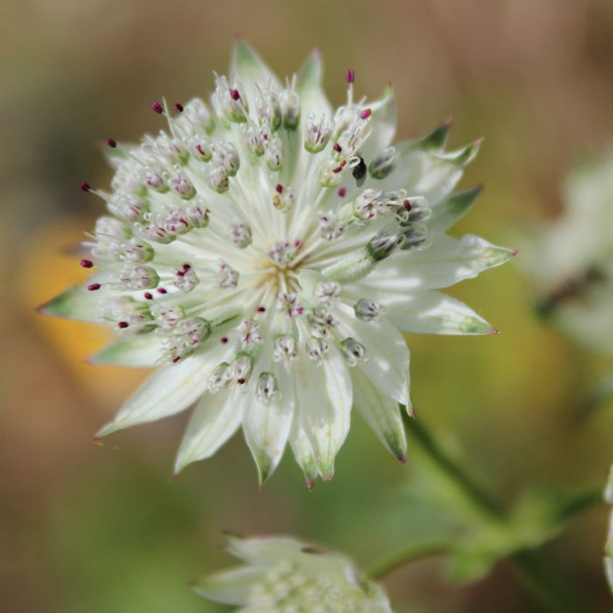 Astrantia major - Fehér völgycsillag