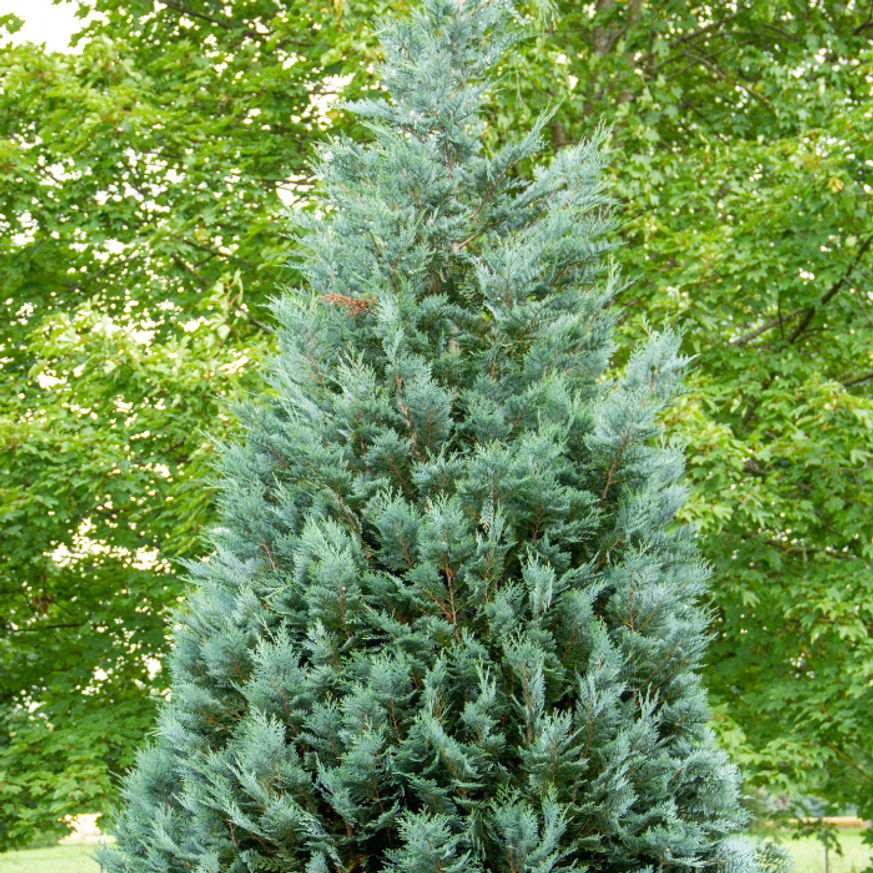 Chamaecyparis lawsoniana Ellwoodii - Oregoni hamisciprus