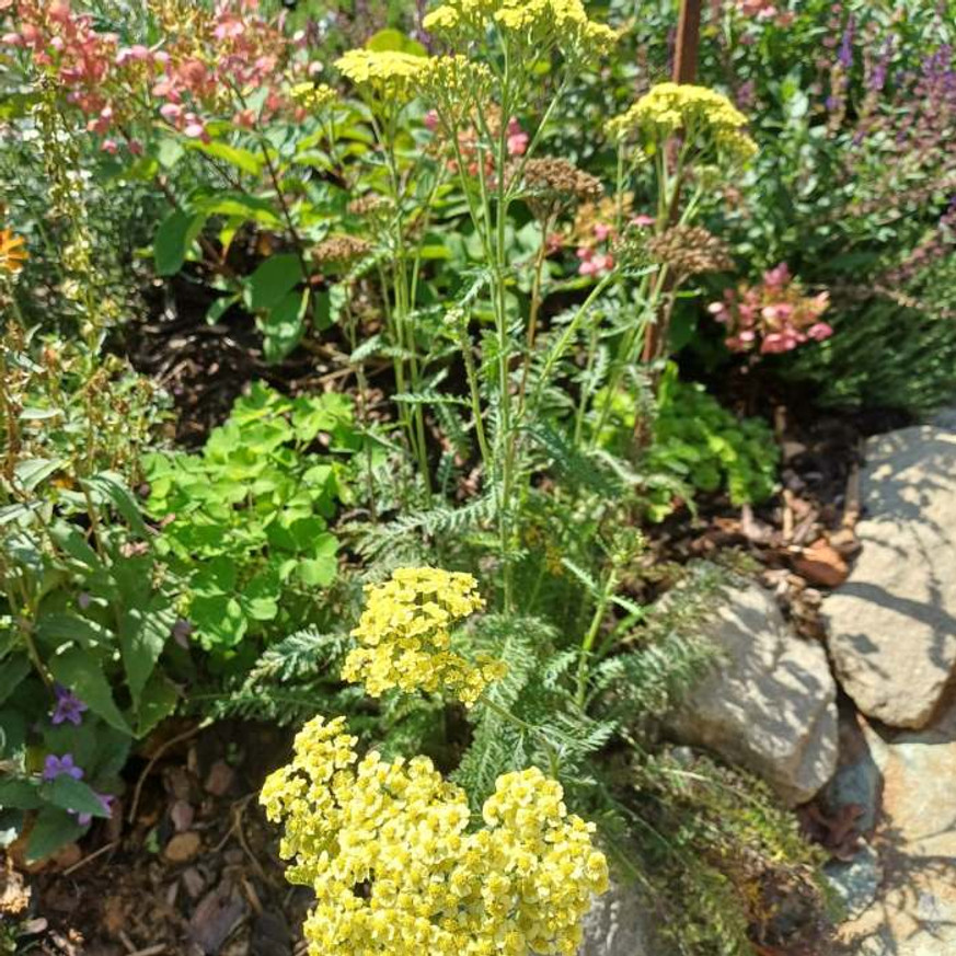 Achillea millefolium - Sárga cickafark
