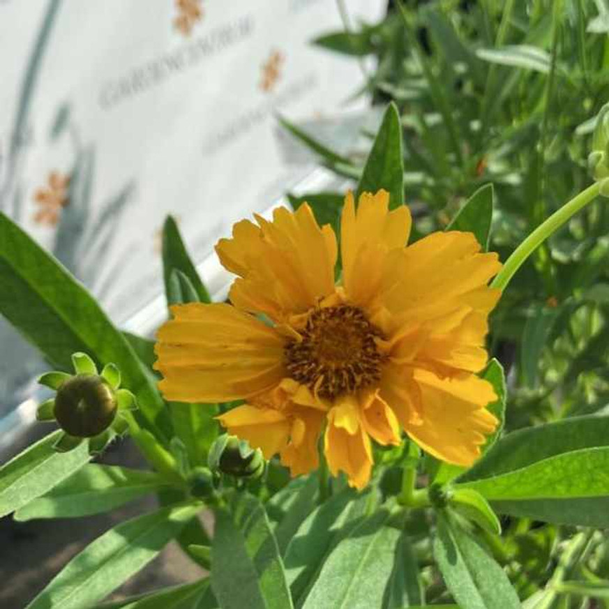 Coreopsis grandiflora - Nagyfészkű menyecskeszem Coreopsis grandiflora - Nagyfészkű menyecskeszem