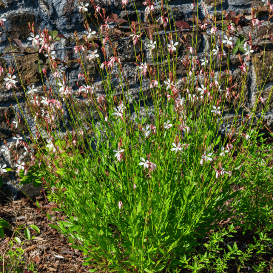 Gaura lindheimeri - Fehér évelő díszgyertya Gaura lindheimeri - Fehér évelő díszgyertya