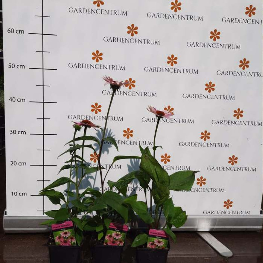 Echinacea purpurea MIX CS14 - Kasvirág