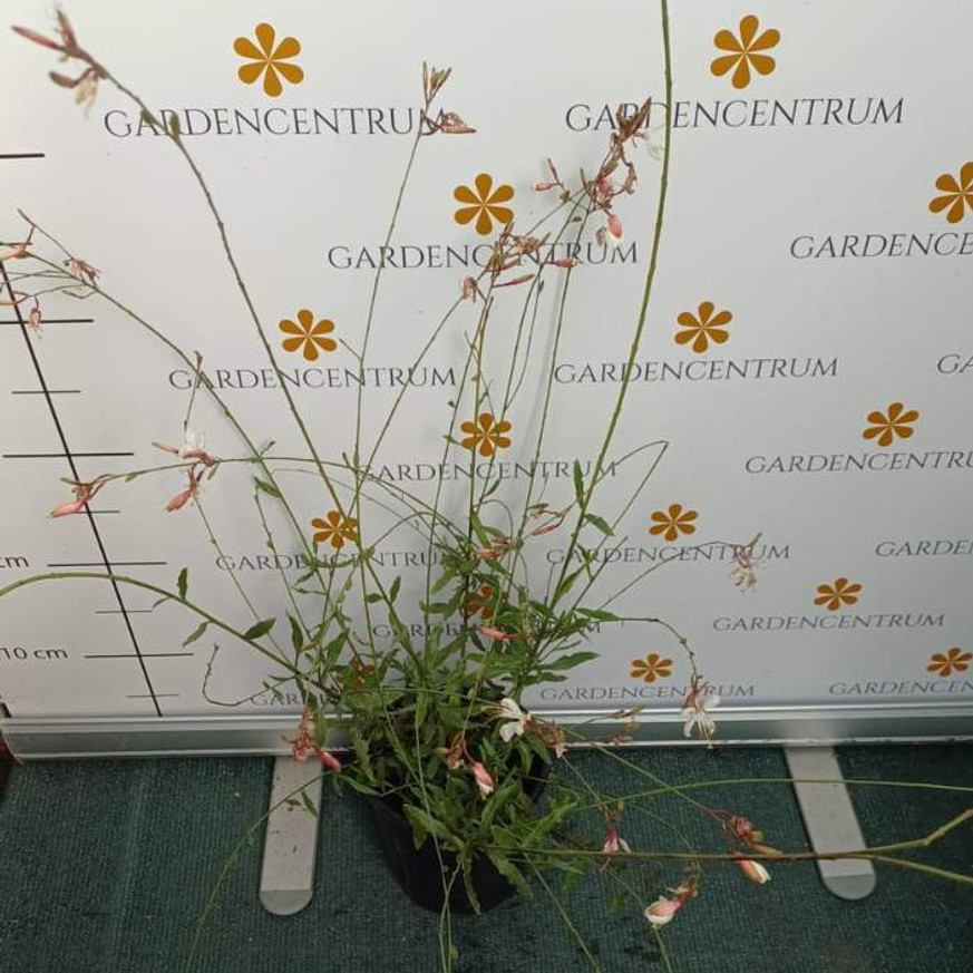 Gaura lindheimeri - Fehér évelő díszgyertya Gaura lindheimeri - Fehér évelő díszgyertya