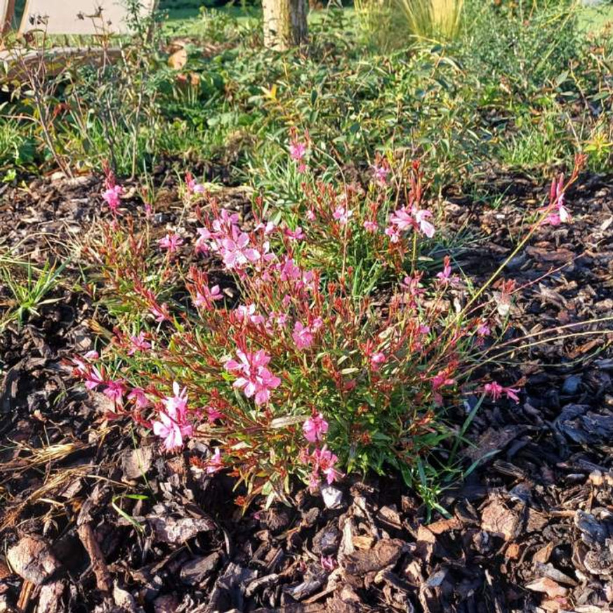 Gaura lindheimeri - Rózsaszín évelő díszgyertya