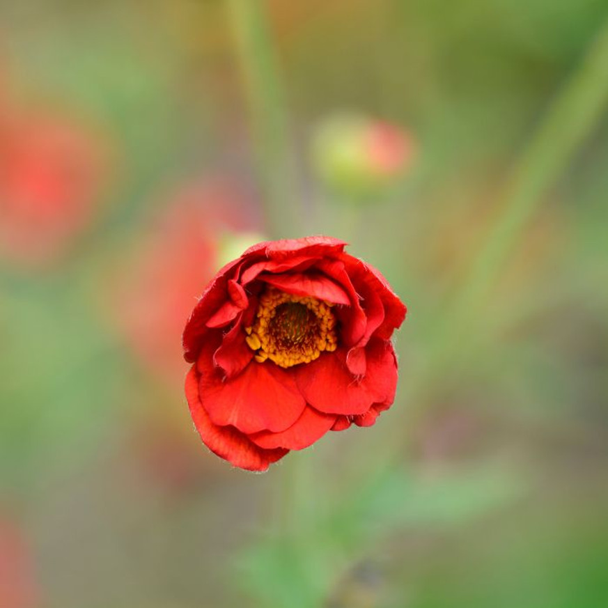 Geum sp - Teltvirágú piros gyömbérgyökér Geum sp - Teltvirágú piros gyömbérgyökér