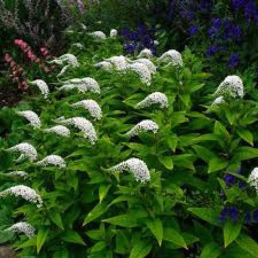 Lysimachia clethroides - Hattyúnyakú lizinka