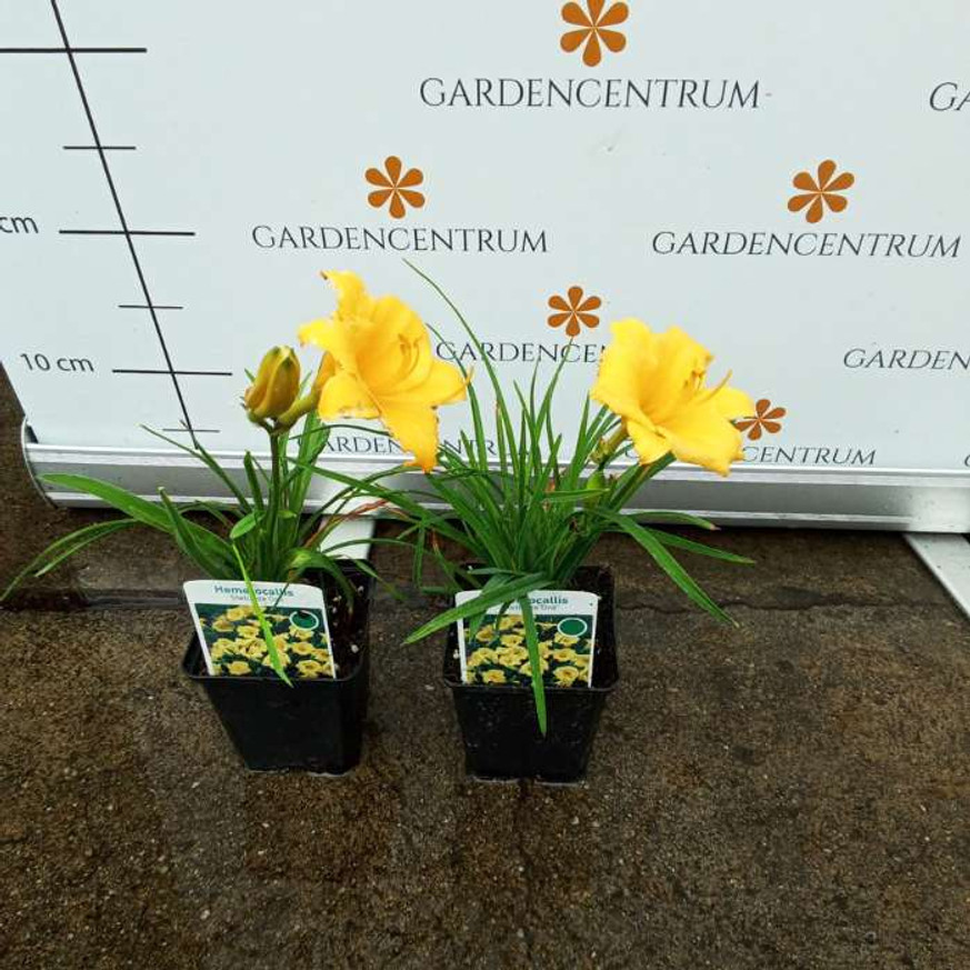 Hemerocallis Stella de Oro - Sárga törpe sásliliom Hemerocallis Stella de Oro - Sárga törpe sásliliom