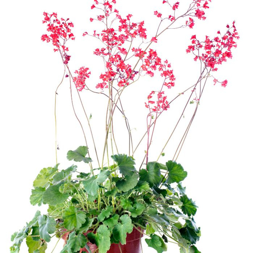 Heuchera sanguinea Leuchtkafer - Tűzeső Heuchera sanguinea Leuchtkafer - Tűzeső