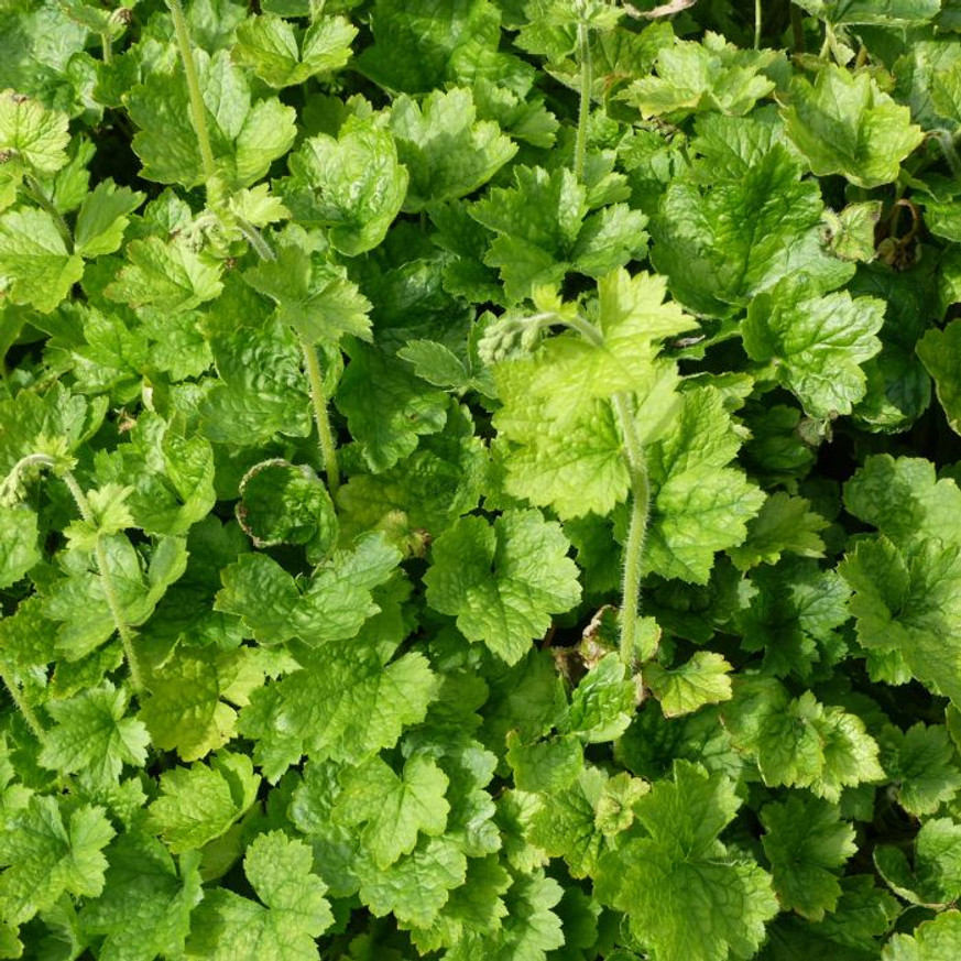 Heuchera sanguinea Leuchtkafer - Tűzeső Heuchera sanguinea Leuchtkafer - Tűzeső