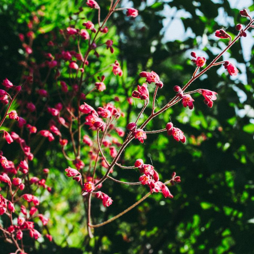 Heuchera sanguinea Leuchtkafer - Tűzeső Heuchera sanguinea Leuchtkafer - Tűzeső