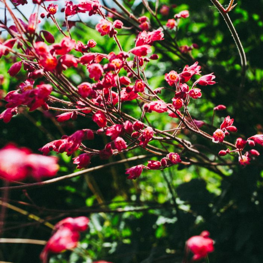 Heuchera sanguinea Leuchtkafer - Tűzeső Heuchera sanguinea Leuchtkafer - Tűzeső