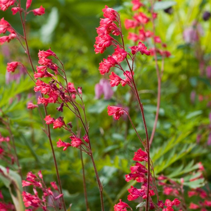 Heuchera sanguinea Leuchtkafer - Tűzeső
