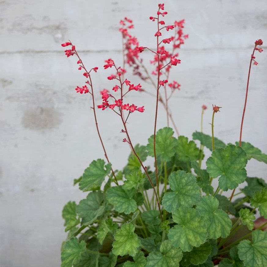 Heuchera sanguinea Leuchtkafer - Tűzeső Heuchera sanguinea Leuchtkafer - Tűzeső