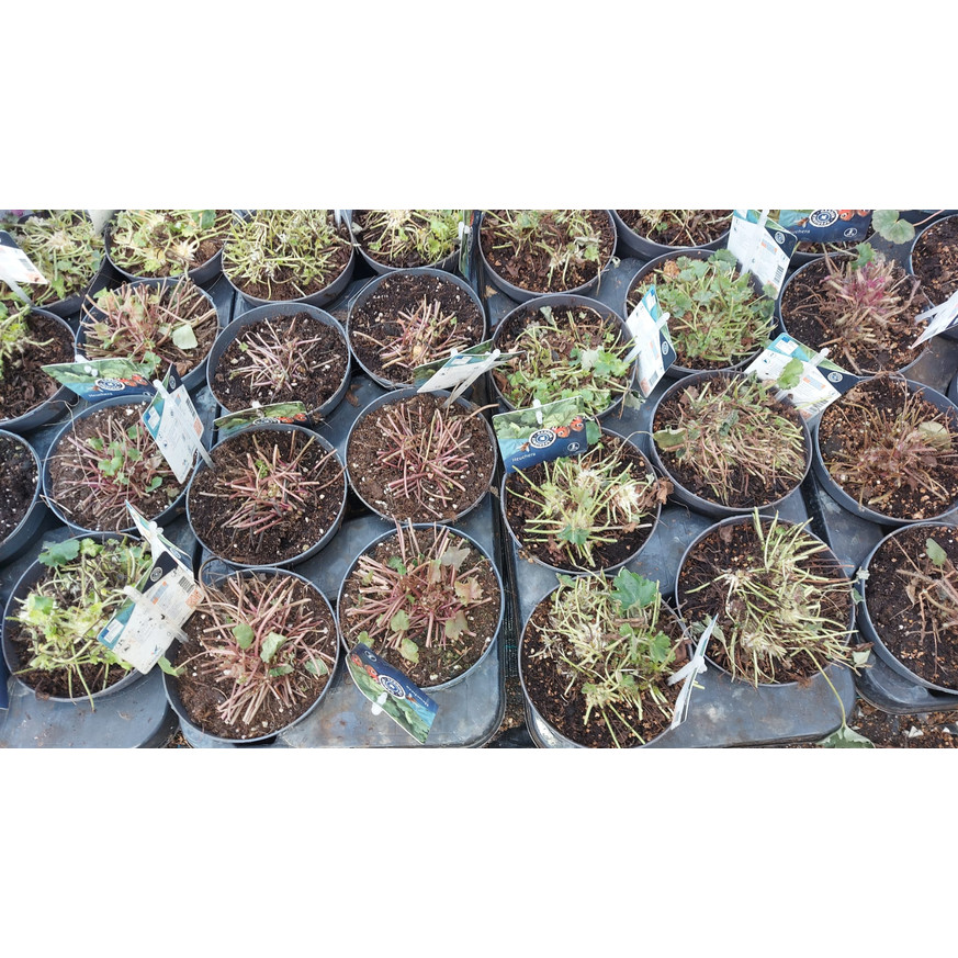 Heuchera micrantha - Vörös levelű tűzeső