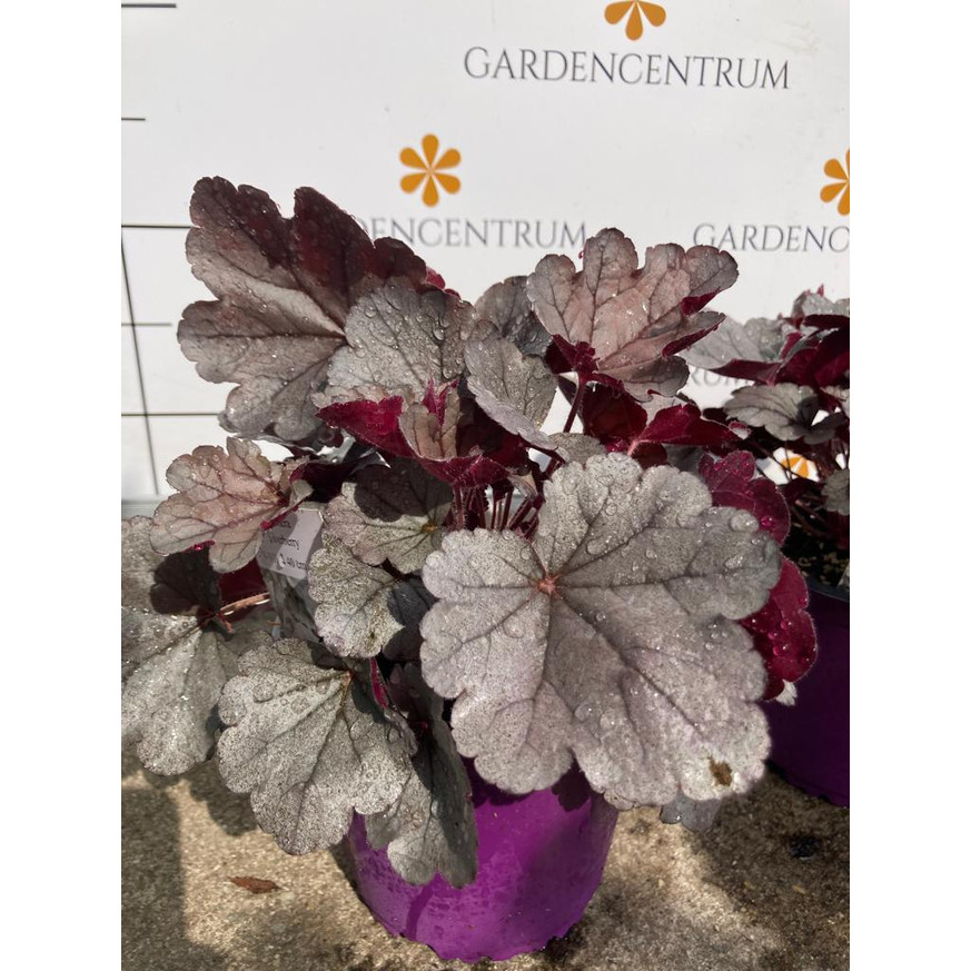 Heuchera sp - Ezüstlevelű tűzeső Heuchera sp - Ezüstlevelű tűzeső
