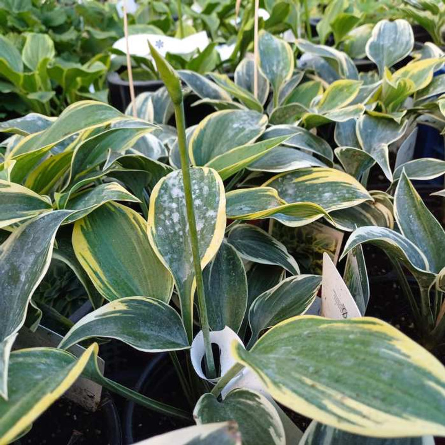 Hosta Patriot - Árnyékliliom Hosta Patriot - Árnyékliliom