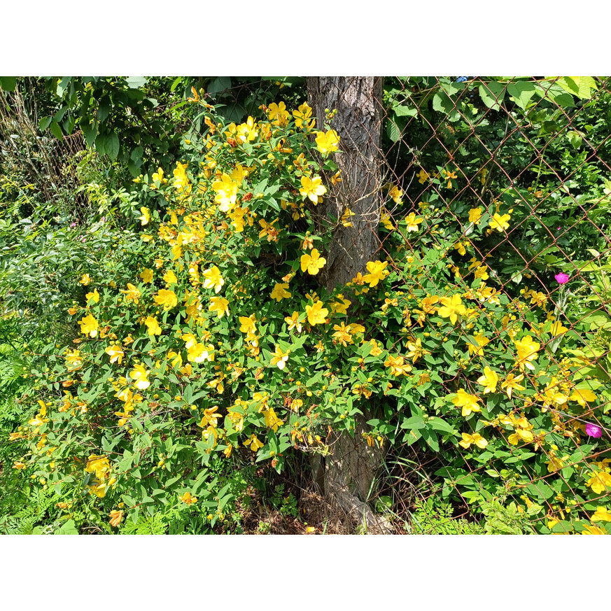 Hypericum patulum Hidcote K2 - Orbáncfű Hypericum patulum Hidcote K2 - Orbáncfű