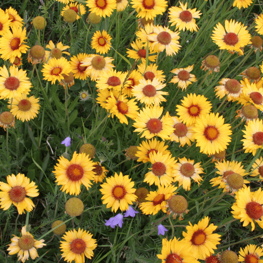Gaillardia aristata - Kokárdavirág Gaillardia aristata - Kokárdavirág