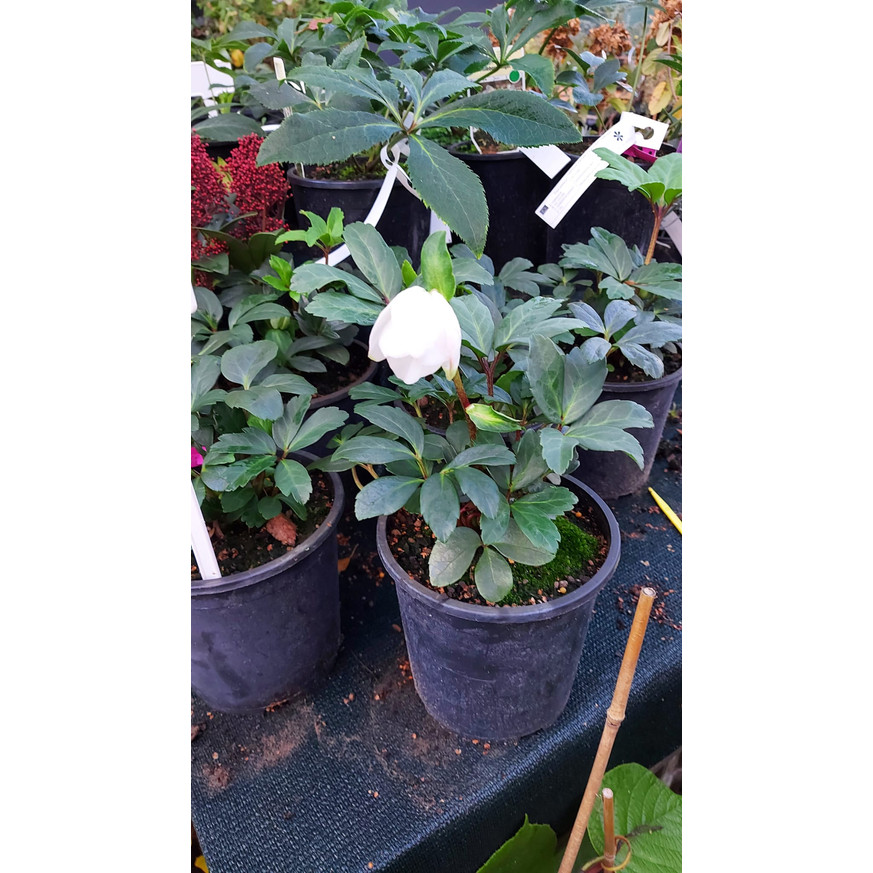 Helleborus niger - Fekete hunyor