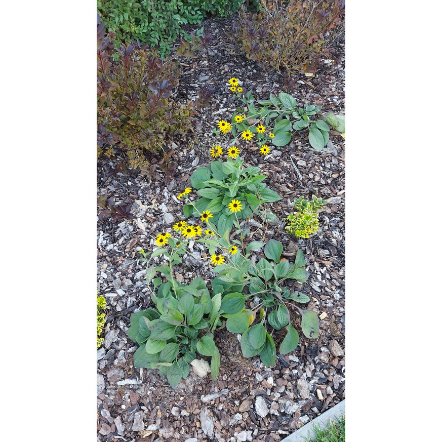 Rudbeckia fulgida - Pompás kúpvirág Rudbeckia fulgida - Pompás kúpvirág