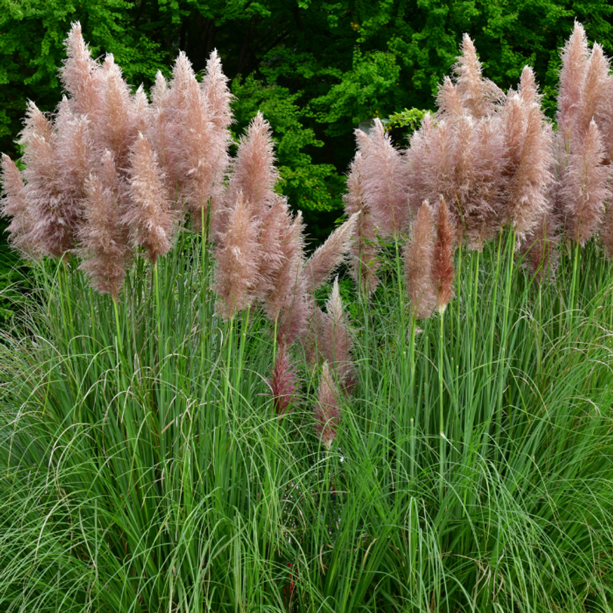 Cortaderia selloana - Rózsaszín pampafű