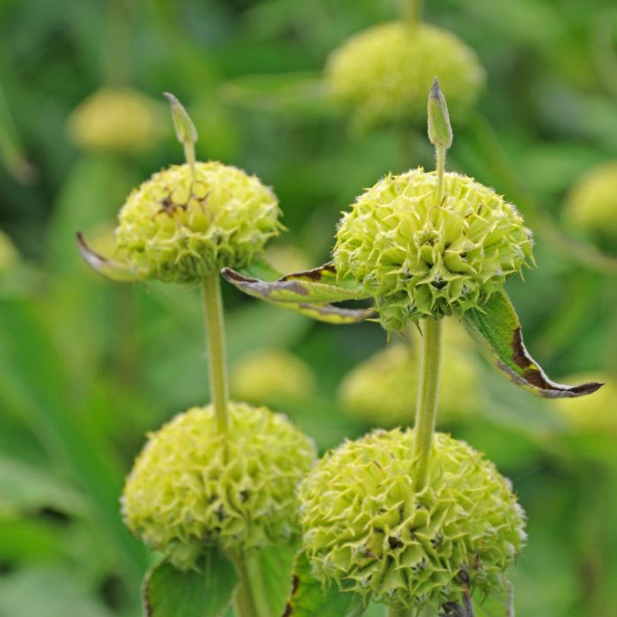Phlomis russeliana - Macskahere