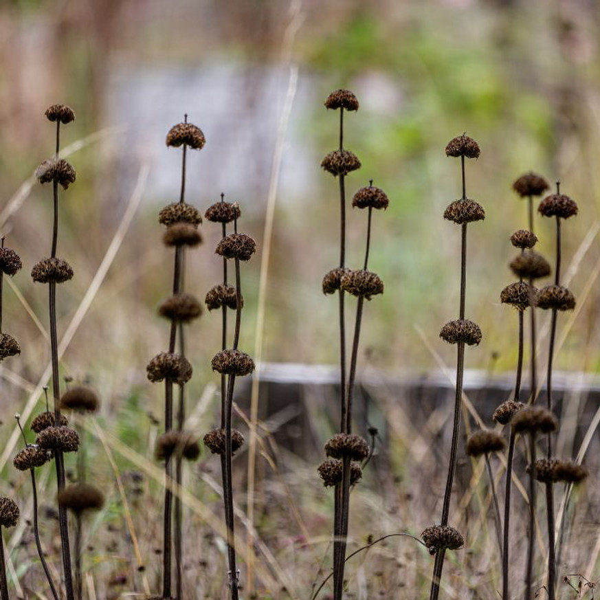Phlomis russeliana - Macskahere
