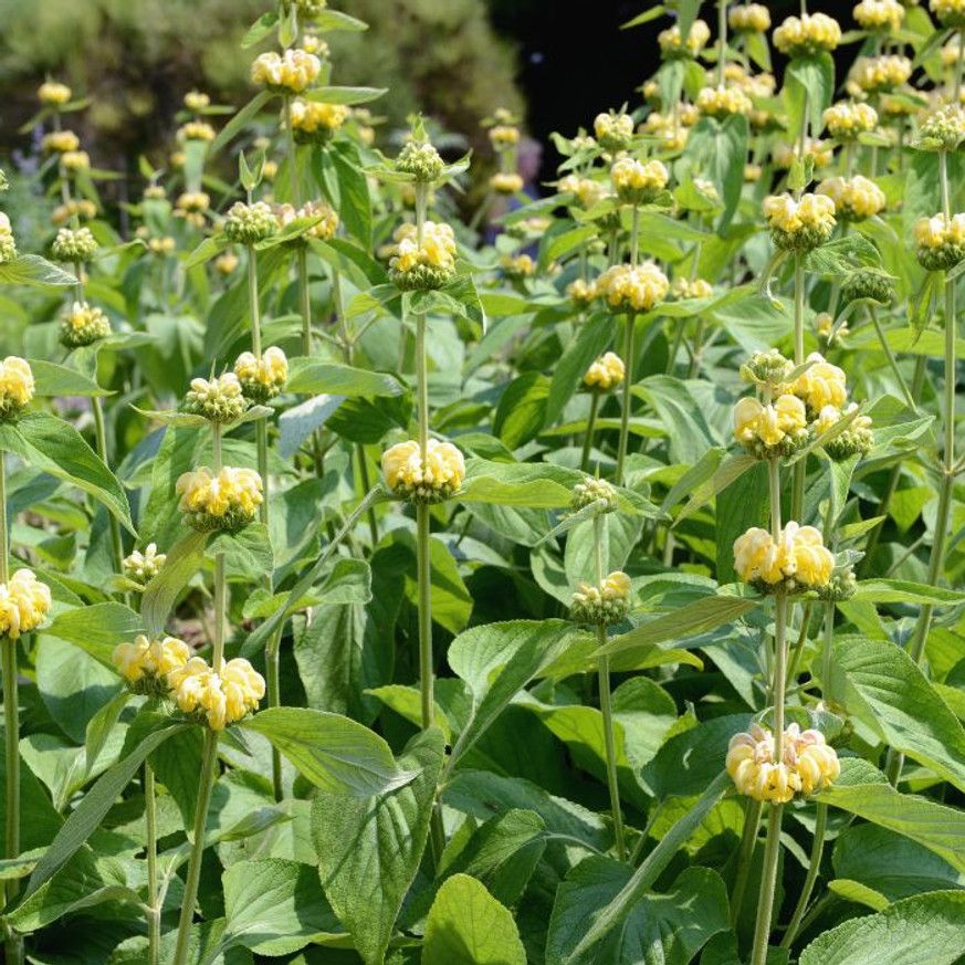 Phlomis russeliana - Macskahere