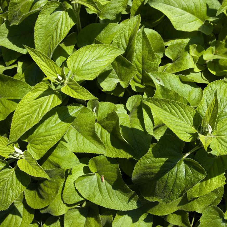 Phlomis russeliana - Macskahere