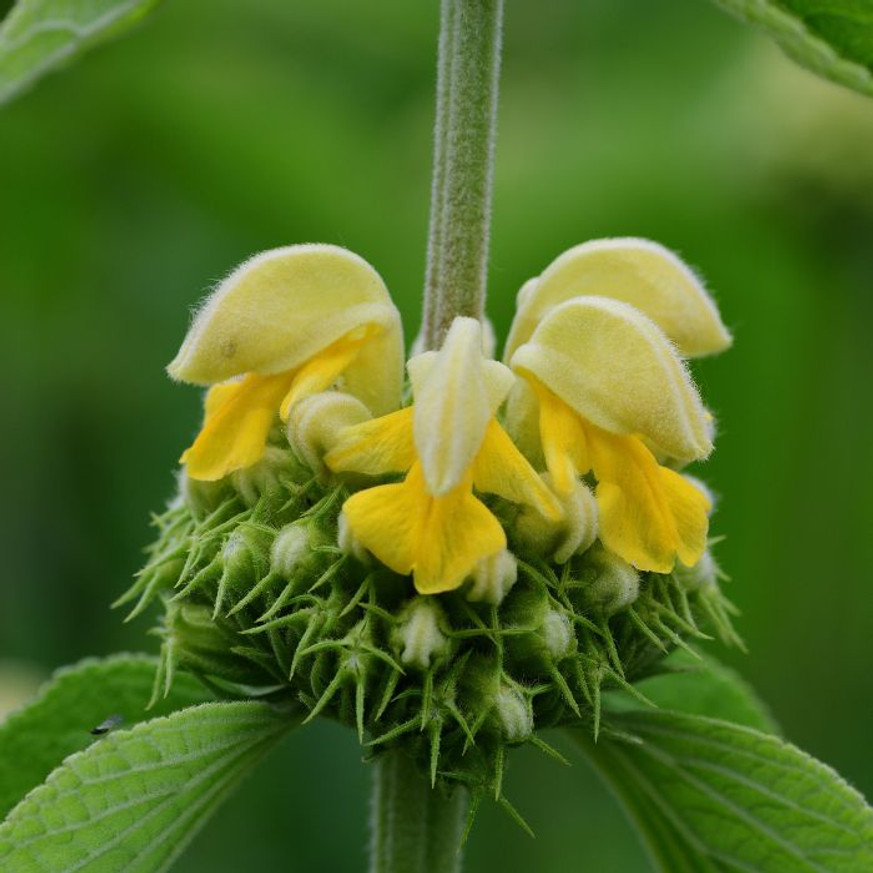 Phlomis russeliana - Macskahere