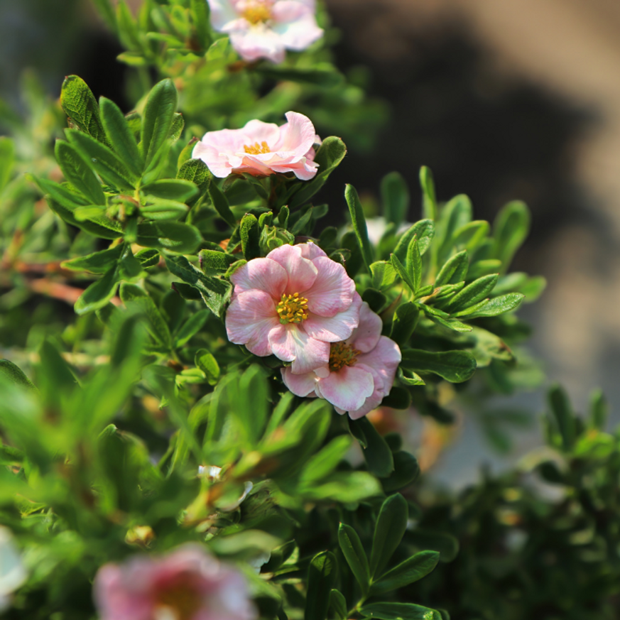 Potentilla fruticosa - Rózsaszín cserjés pimpó