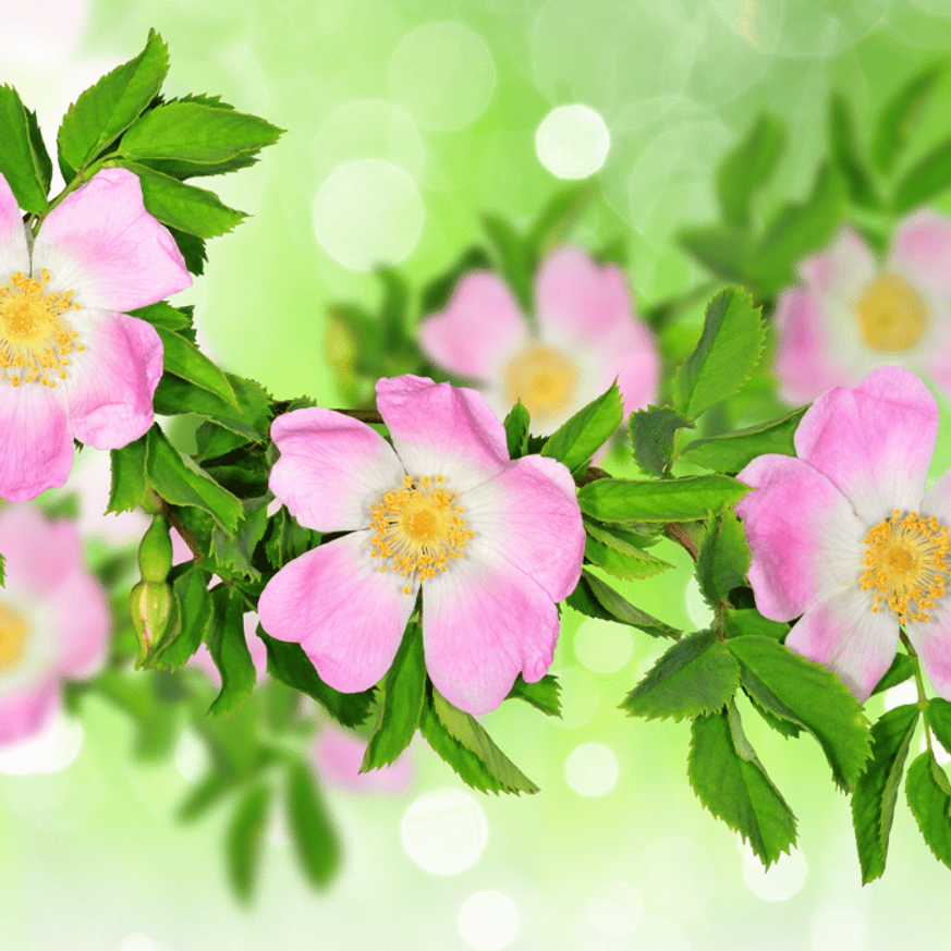 Rosa canina K2 - Vadrózsa