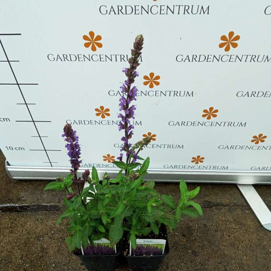 Salvia nemorosa Caradonna - Ligeti Zsálya Salvia nemorosa Caradonna - Ligeti Zsálya