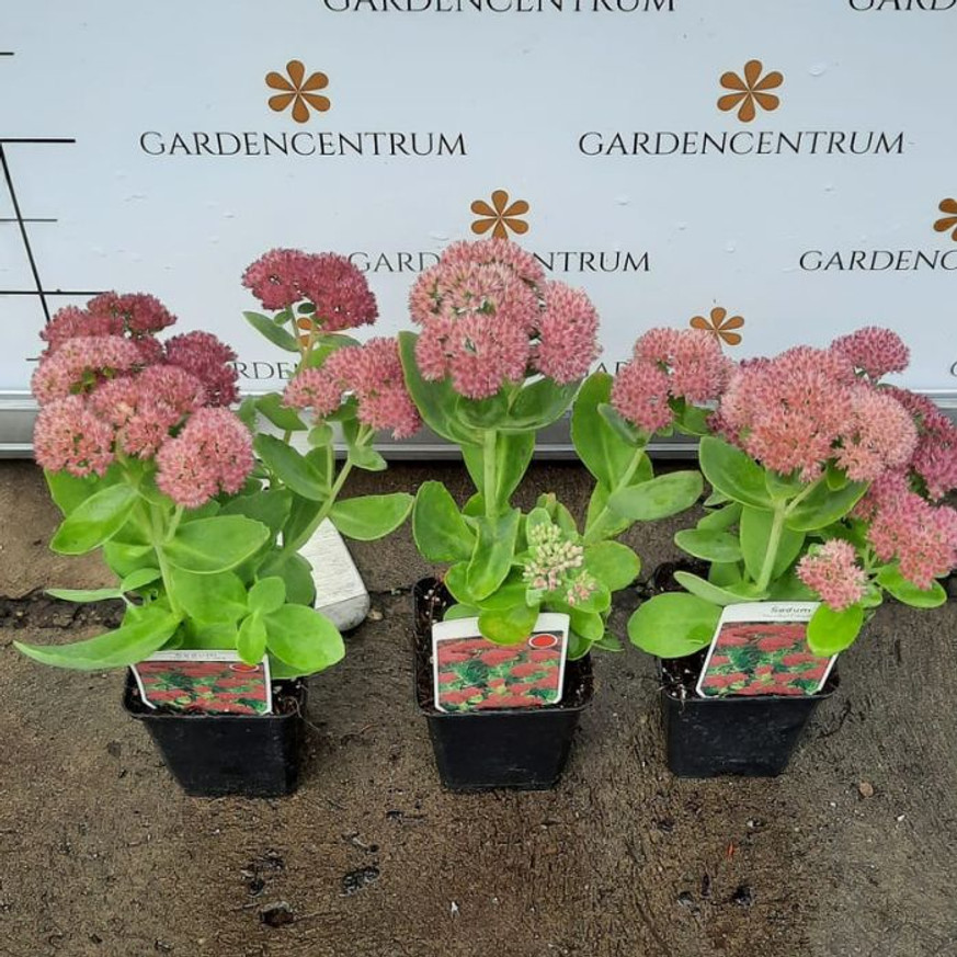 Sedum spectabile CS9 - Pompás varjúháj Sedum spectabile CS9 - Pompás varjúháj
