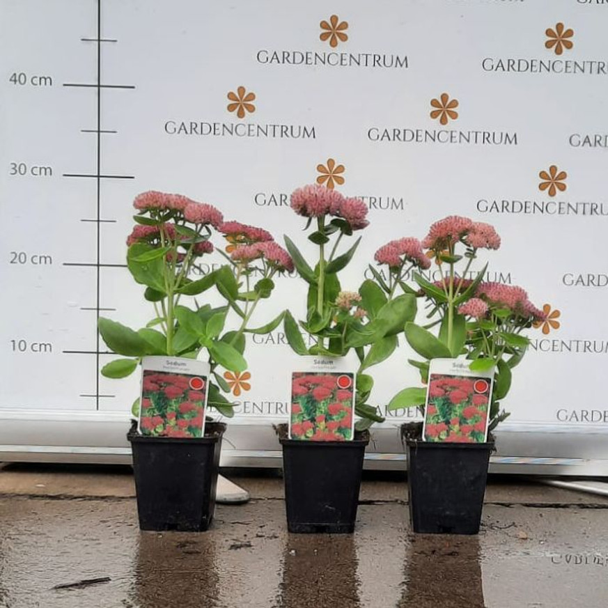 Sedum spectabile CS9 - Pompás varjúháj Sedum spectabile CS9 - Pompás varjúháj