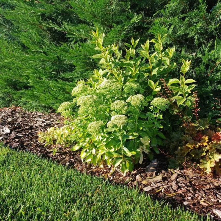 Sedum spectabile CS9 - Pompás varjúháj Sedum spectabile CS9 - Pompás varjúháj