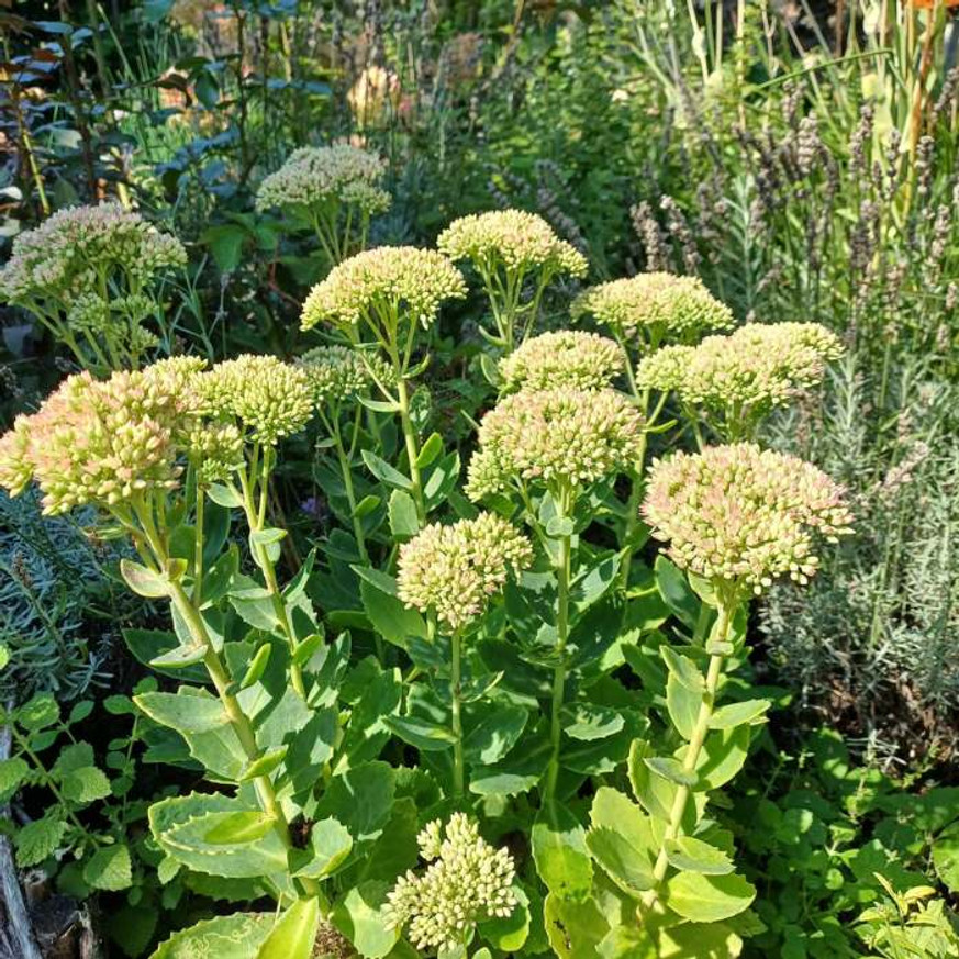 Sedum spectabile CS9 - Pompás varjúháj Sedum spectabile CS9 - Pompás varjúháj