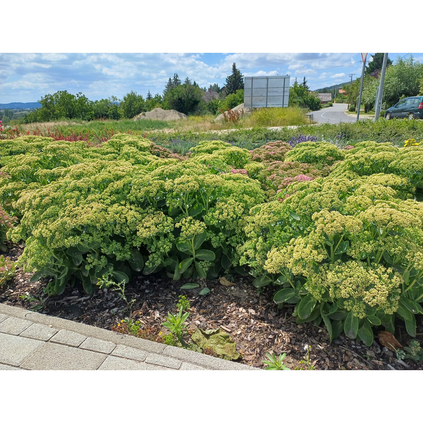 Sedum spectabile CS9 - Pompás varjúháj Sedum spectabile CS9 - Pompás varjúháj