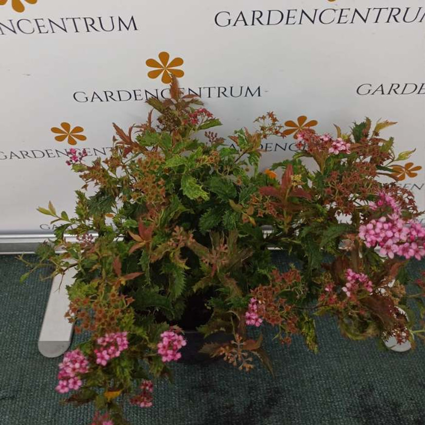 Spiraea japonica Crispa K2 - Fodros levelű törpe gyöngyvessző Spiraea japonica Crispa K2 - Fodros levelű törpe gyöngyvessző