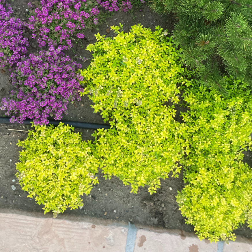 Thymus x citriodorus Archer's Gold CS9 - Kakukkfű