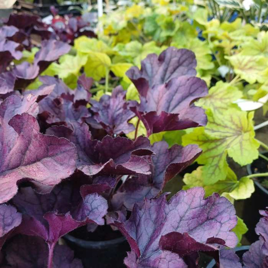 Heuchera Red Lightening CS14 - Sárga tűzeső Heuchera Red Lightening CS14 - Sárga tűzeső