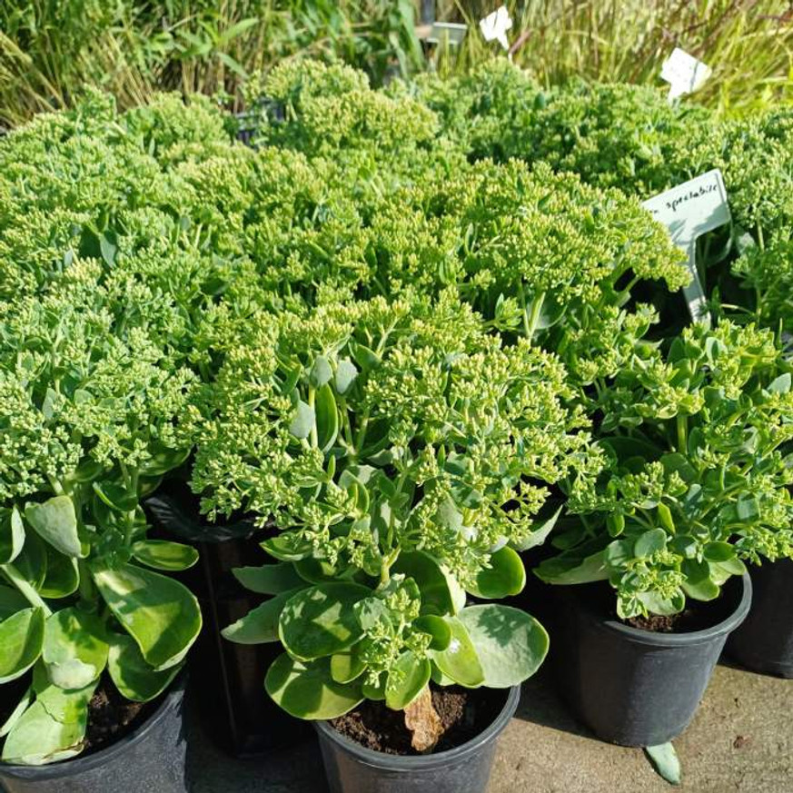 Sedum spectabile CS9 - Pompás varjúháj Sedum spectabile CS9 - Pompás varjúháj