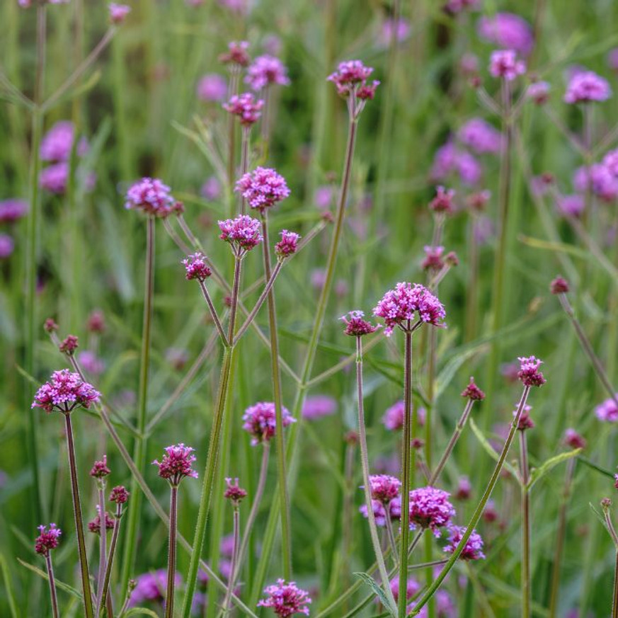 Verbena bonariensis Lollipop CS14 - Alacsony ernyős verbéna